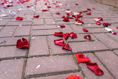 Rose petals on the pavement among broken glass removed from ground levelの写真素材