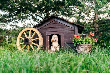 Plush dog in this dog doghouse. Surrounded by a beautiful lawn and pots with flowers.の写真素材