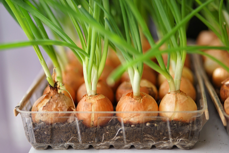 Onion on the bed-2.の写真素材