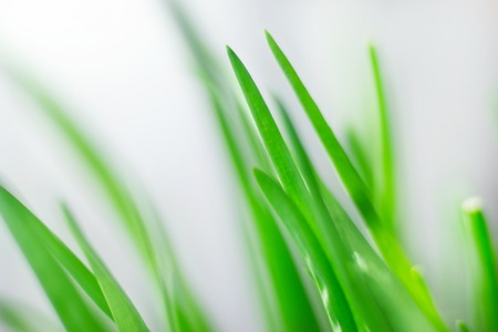 Green onion with chives on display. Soft focus.の写真素材