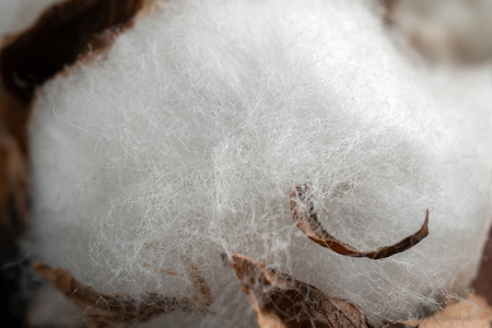 Dry blossom cotton close up on wood desk.の写真素材