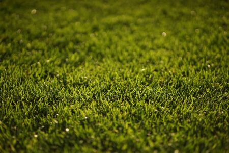 Green grass textureの写真素材