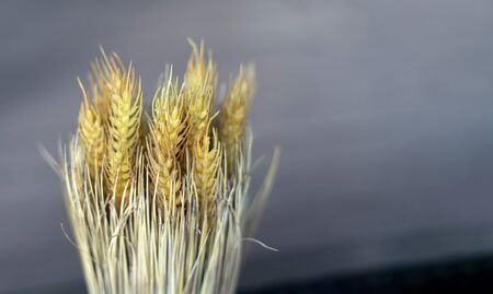 Beautiful stalks of wheat, on a designer gray background. Suitable for design postcards. Copy space....