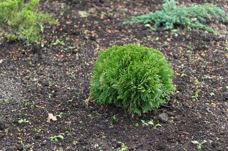 Beautiful little thuja planted on the ground in a park. Beautiful light, close-up.の写真素材