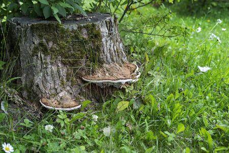 Mushroom at a stump, a beautiful forest glade with daisies. Clouse-upの写真素材