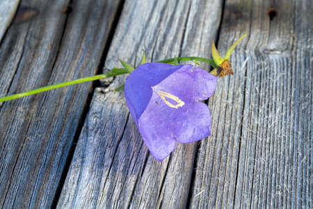 Campanula bell flower lies on a beautiful wooden background. Rustic style.の写真素材