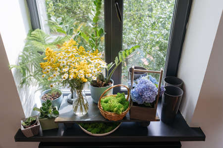 Flowers in vases on windowsill, window sill in an ordinary apartment. Daisies and other spring flowers.の写真素材