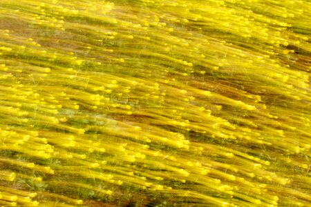 Abstract background of nature. Shooting at slow shutter speed when the camera is moving.の写真素材