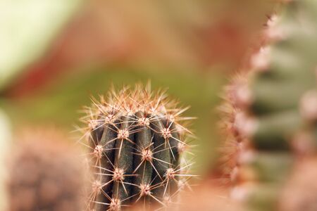 Cacti close-up shot with a macro lens. There is space for text placement