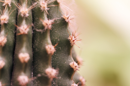 Cacti close-up shot with a macro lens.の写真素材