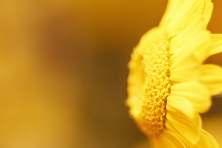 Blurred background with beautiful natural chamomile. Copy space.の写真素材