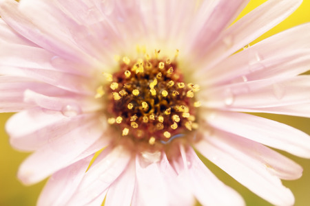 Brightly violet flower closeup. Top view.の写真素材