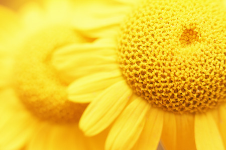Fresh beautiful chamomile closeup on blurred background. Top view. Copy space.