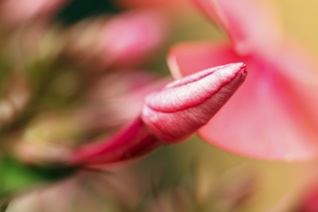 Bud of beautiful flower on blurred background in macro. Natural background for design. Copy space.の写真素材