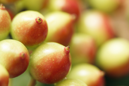 Unripe viburnum in macro. Healthy lifestyle concept. Copy space.の写真素材