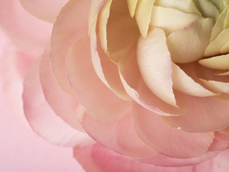 Stunning pastel colors, intricate detail and amazing petals ranunculus.の写真素材