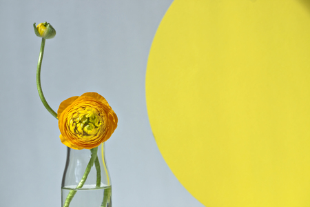 Minimalist still life with ranunculus flowers on pastel background with bright yellow circle.