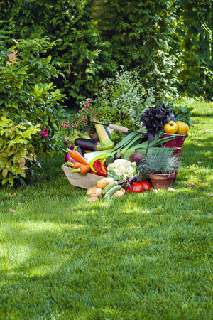 Colorful composition of assorted harvested vegetables on green meadow in sunlight with flowers.の写真素材