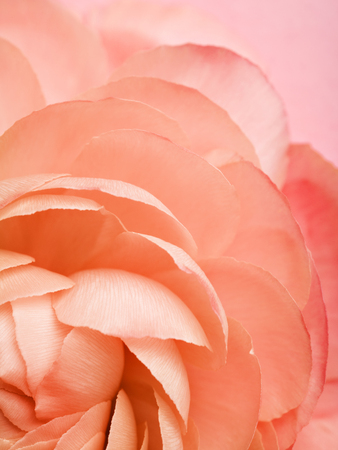 Flower texture toned in Living Coral color. Trendy color of the year 2019.の写真素材