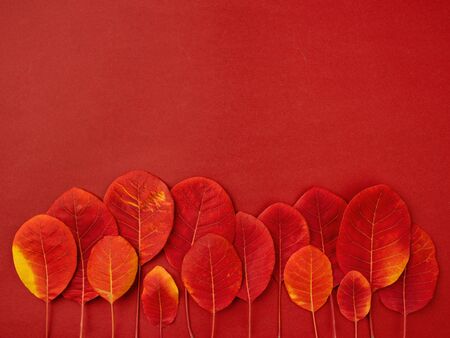 Minimalist composition of red fallen leaves forming symbolic autumn grove. Autumn forest or Thanksgiving holiday background. Top view, flat lay, copy space for text.の写真素材