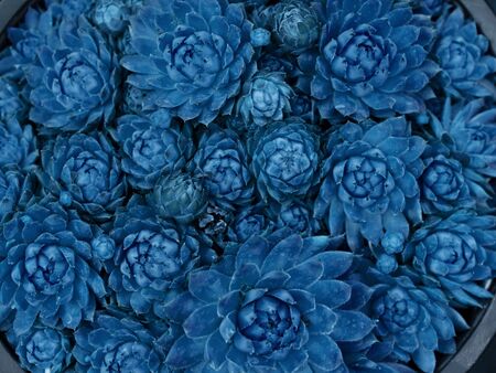Succulent fresh texture. Classic blue nature background. Color of the year 2020. Main color trend concept.の写真素材