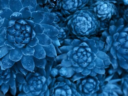 Succulent fresh texture. Classic blue nature background. Color of the year 2020. Main color trend concept.の写真素材