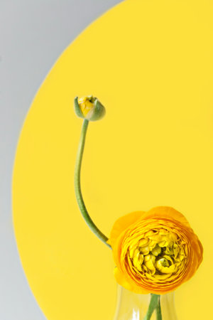 Minimalist still life with ranunculus flower in one colour with illuminating yellow background. Main color trend 2021. Illuminating yellow natural floral background.の写真素材