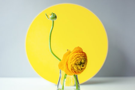Minimalist still life with ranunculus flower in one colour with illuminating yellow background. Main color trend 2021. Illuminating yellow natural floral background.の写真素材