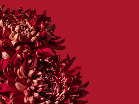 Close up of a beautiful red flowers on red. Sophisticated red chrysanthemum bouquet in bright sunlight. Minimalist floral background with copy space. Trendy colour concept.の写真素材