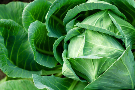 Homegrown organic fresh autumn cabbage with dew drops. Beautiful autumn vegetables garden background with copy space. Ready for harvest. Colour image with selective focus.の写真素材
