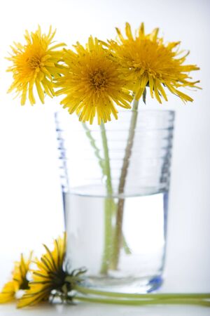 Dandelionの写真素材