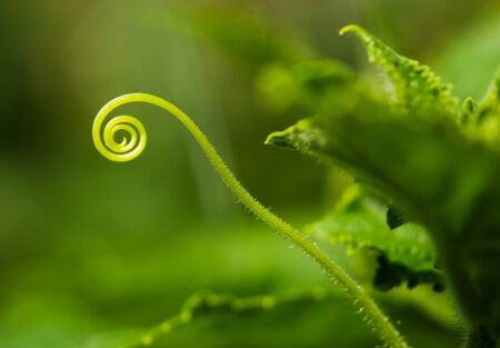 Cucumber growingの写真素材