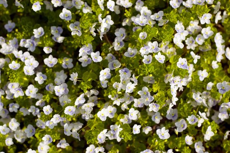 Spring flowersの写真素材