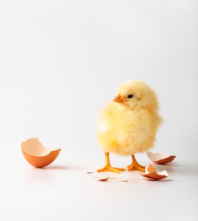 Just the born chicken on a white background.