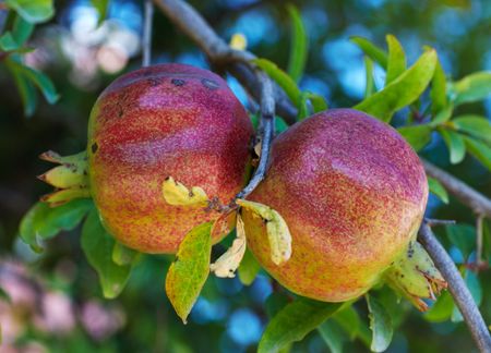 Pomegranates hanging from a tree branchの写真素材