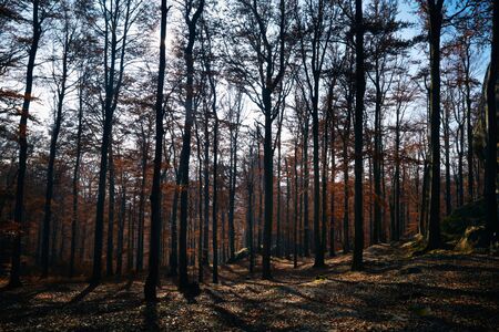 Picture of autmn wood with trees, shadows and sky. Ukraineの写真素材