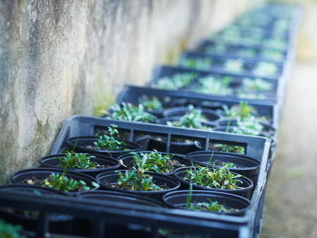 Rows of seedlings in a greenhouseの写真素材