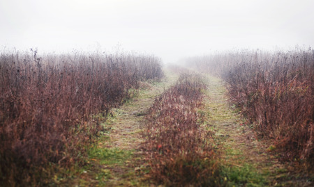 Beautiful autumn Roadの写真素材