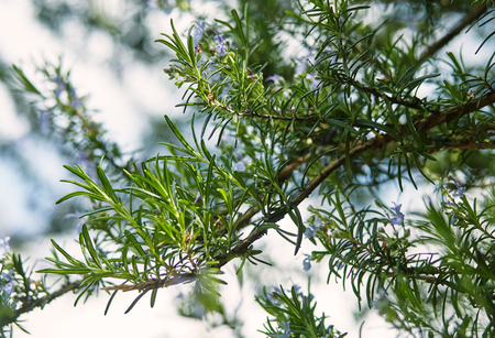 fresh spring branches of rosemary and its blossomsの写真素材