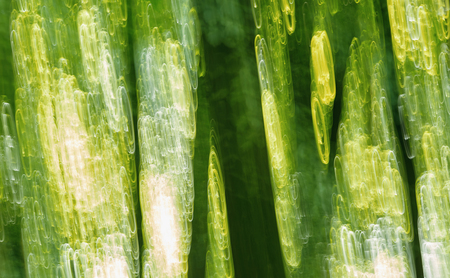 abstract photo of spring forest background with the help of camera hand shakeの写真素材
