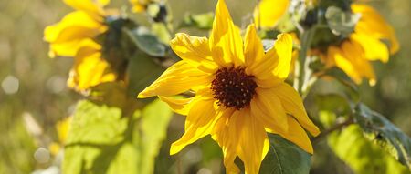 Abstract background with sunflowers and sunlight