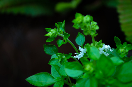 White Chilli Pepper Flowerの写真素材