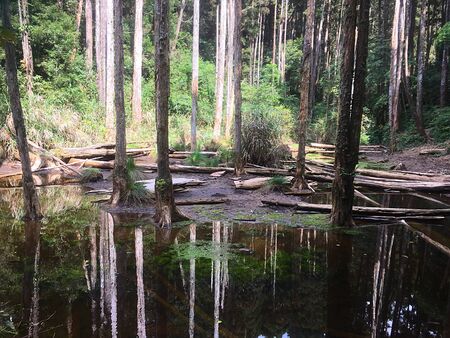Forget the Forest