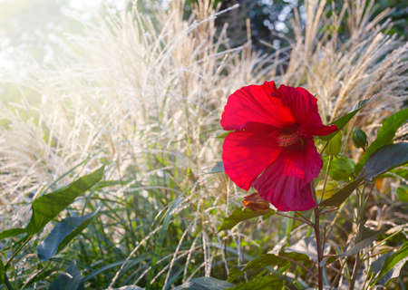 Cranberry Crush Rose Mallow, Hibiscus with soft sunlightの写真素材