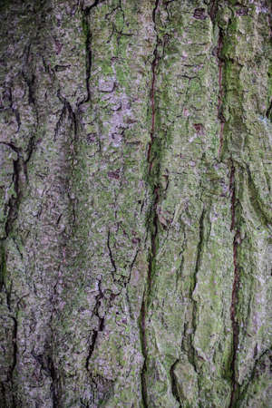 Close-up texture of  tree trunk with copy spaceの写真素材