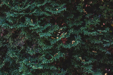 Dark background of thuja branches