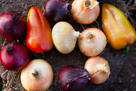 Fresh raw onion pepper on wooden stump.Rustic style of Vegetablesの写真素材