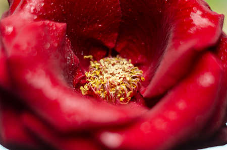 Macro photo of red rose cose up with drops of water on the petalsの写真素材