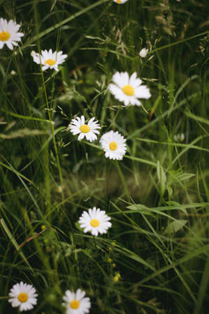 Chamomile on the field, concept of dreamy mood, vacation outside the city. Life style and slow life