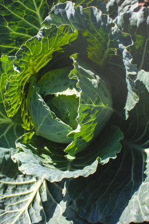 Green cabbage in bright contrasting light. Farming and harvesting. Planting plants in the gardenの写真素材